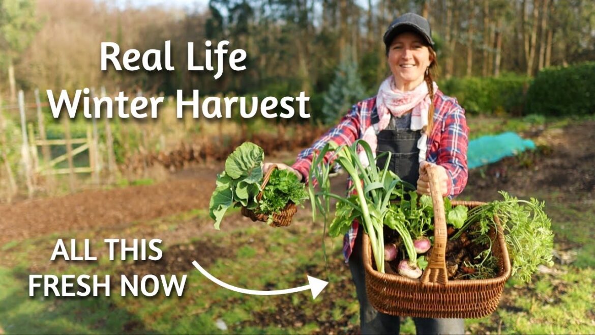 Harvesting FRESH Food ALL YEAR Round - Self Sufficient Living UK - REAL LIFE Harvest Tour