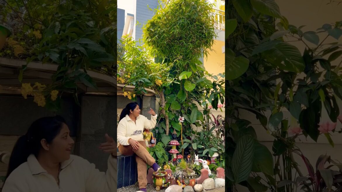 My home garden #gardenplants #garden ing#gardening #gardendesign #plants #shorts #youtubeshorts