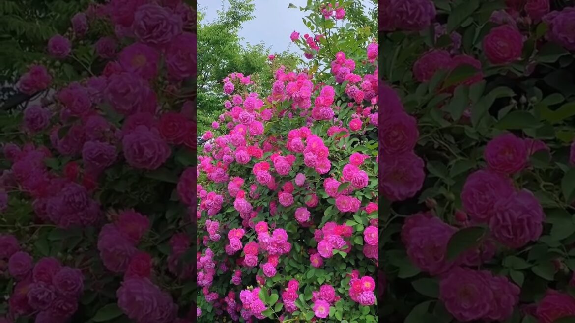 beautiful rose flowers garden | Super climbing rose plant🌺 #youtube #shorts #rose #flowers #trending