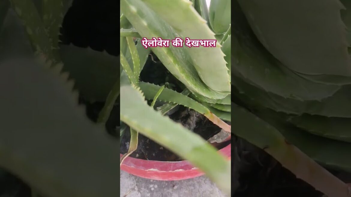 Aloevera Care Tips #shorts #aloevera #plants #caretips #plantcare #gardeningtips #viralvideo #diy