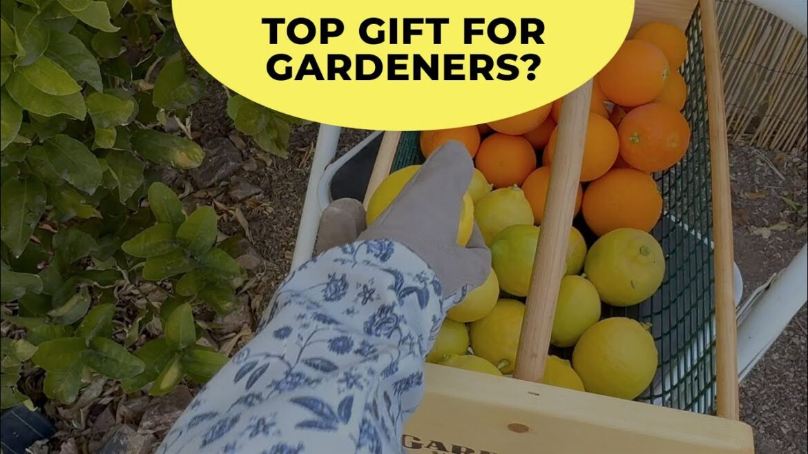 Gardener’s Supply Company Large Garden Harvest Basket Gardener's Supply Company Large Garden Harvest Basket