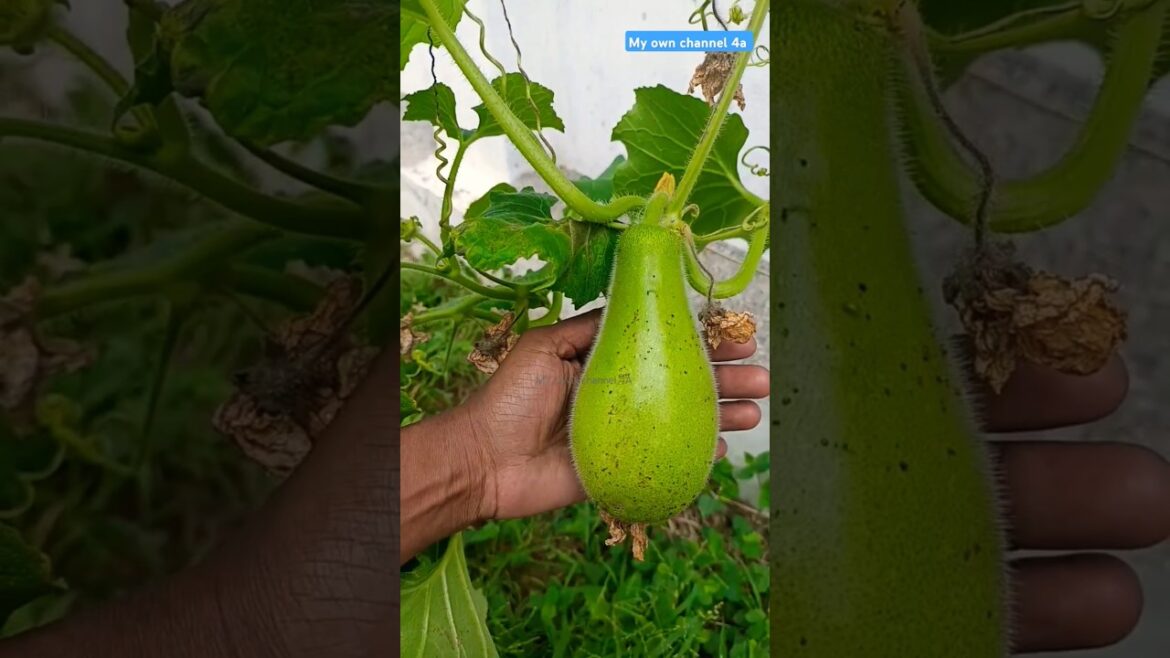இது என்ன தெரியுமா / You See This Edible Plant A Lot In The Garden #gardening #garden #satisfying இது என்ன தெரியுமா / You See This Edible Plant A Lot In The Garden #gardening #garden #satisfying