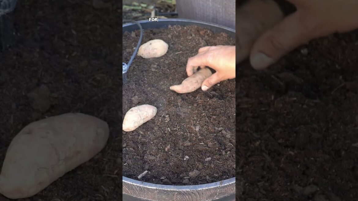 California Gardening: Growing Blue Potatoes: From Seed to Harvest (Shorts) Growing Blue Potatoes: From Seed to Harvest (Shorts)