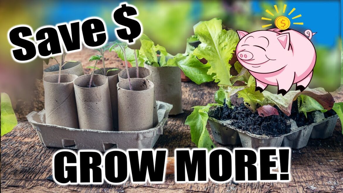 California Garden TV: Starting Seeds on a BUDGET! Starting Seeds on a BUDGET!