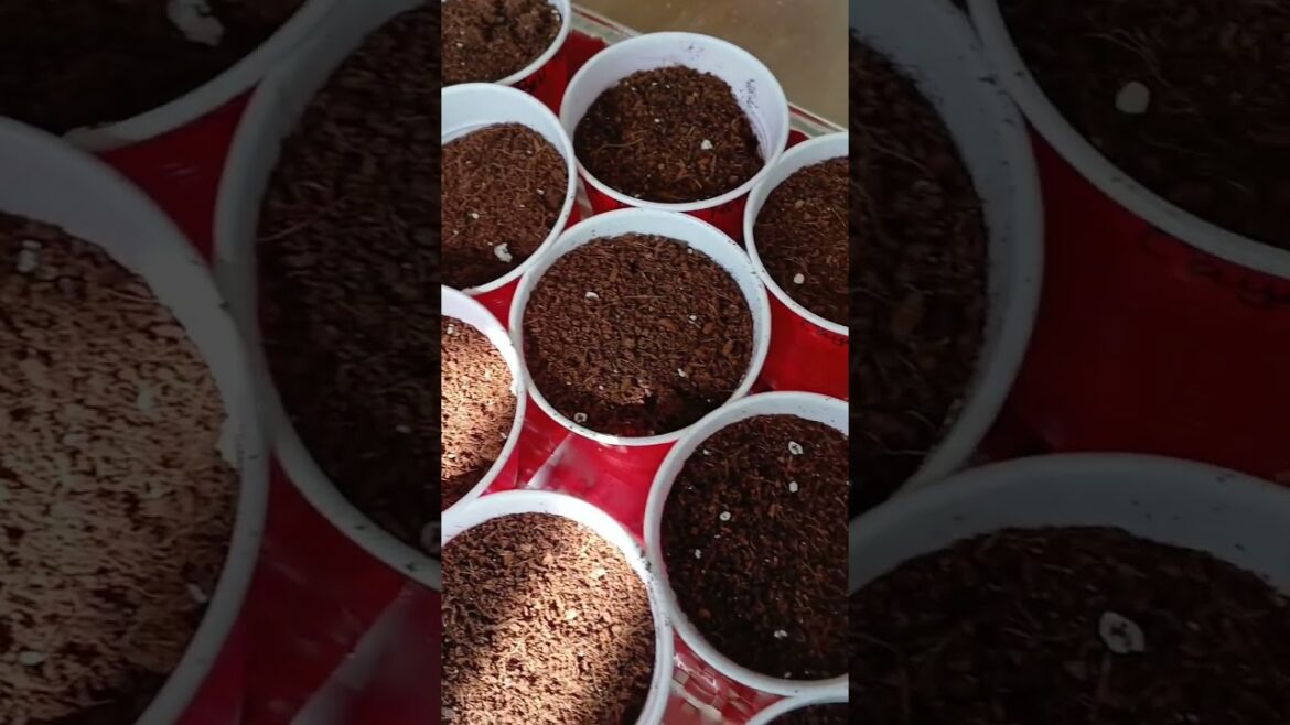 What I'm Using to START PEPPER SEEDS! | Container Garden | Small Space Gardening 🌱 #sowingseeds