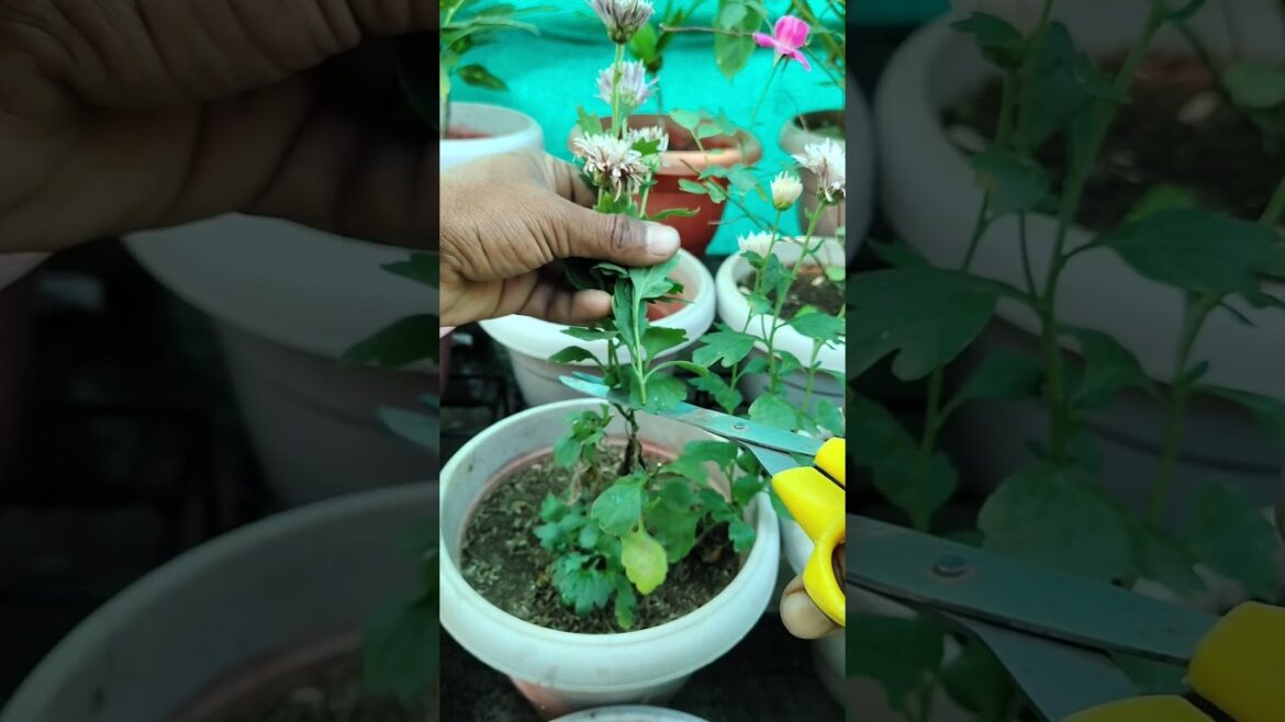 Guldaudi Tips || Chrysanthemum Care #shorts #shortsvideo #gardening Guldaudi Tips || Chrysanthemum Care #shorts #shortsvideo #gardening