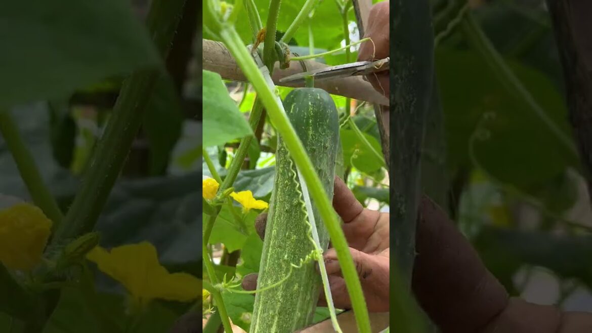 Harvest cucumbers, vegetables, peppers, and green beans in the backyard garden