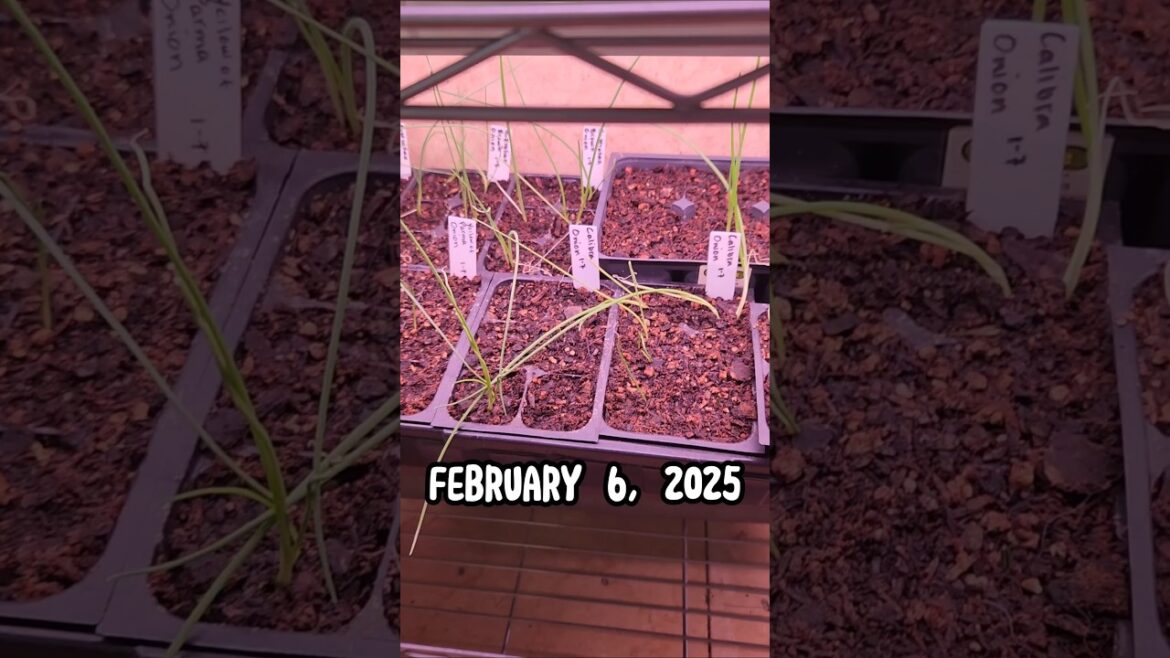 🧄Indoor Onions🧅