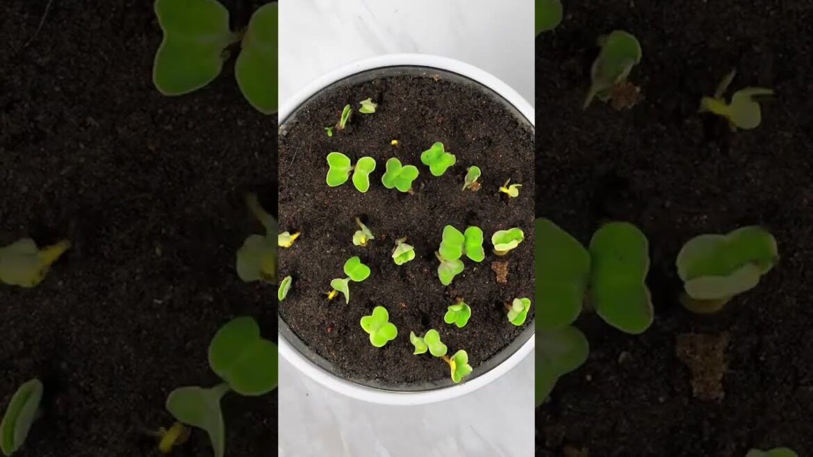 Turn leftovers into gorgeous houseplants! 🌿🍃 #planthacks #ecofriendly