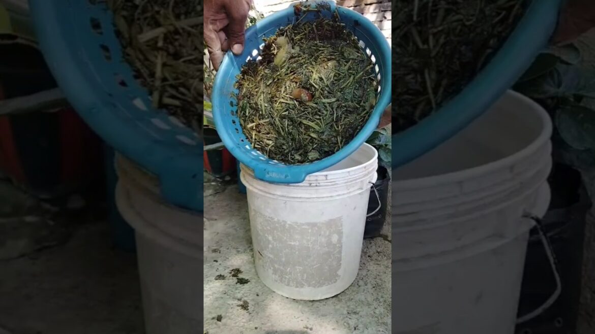 Organic Fertilizer Kaise Banaen || #shorts #ytshorts #viralshorts #shortsfeed #fertilizer