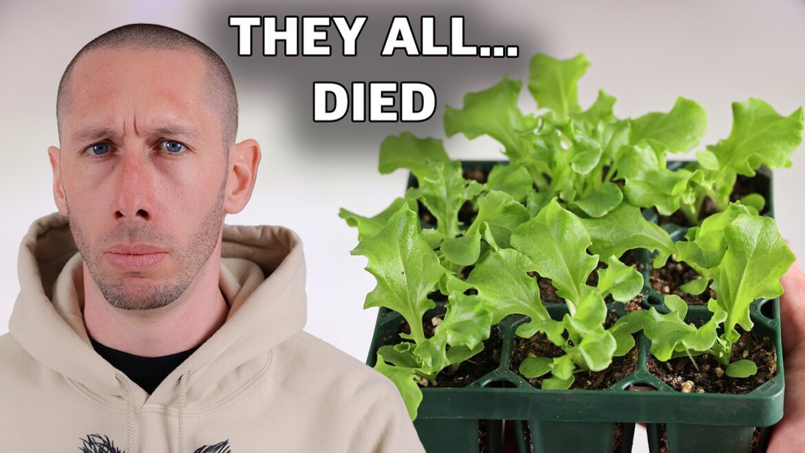 James Prigioni: 7 Reasons All My Seedlings Died… 7 Reasons All My Seedlings Died...