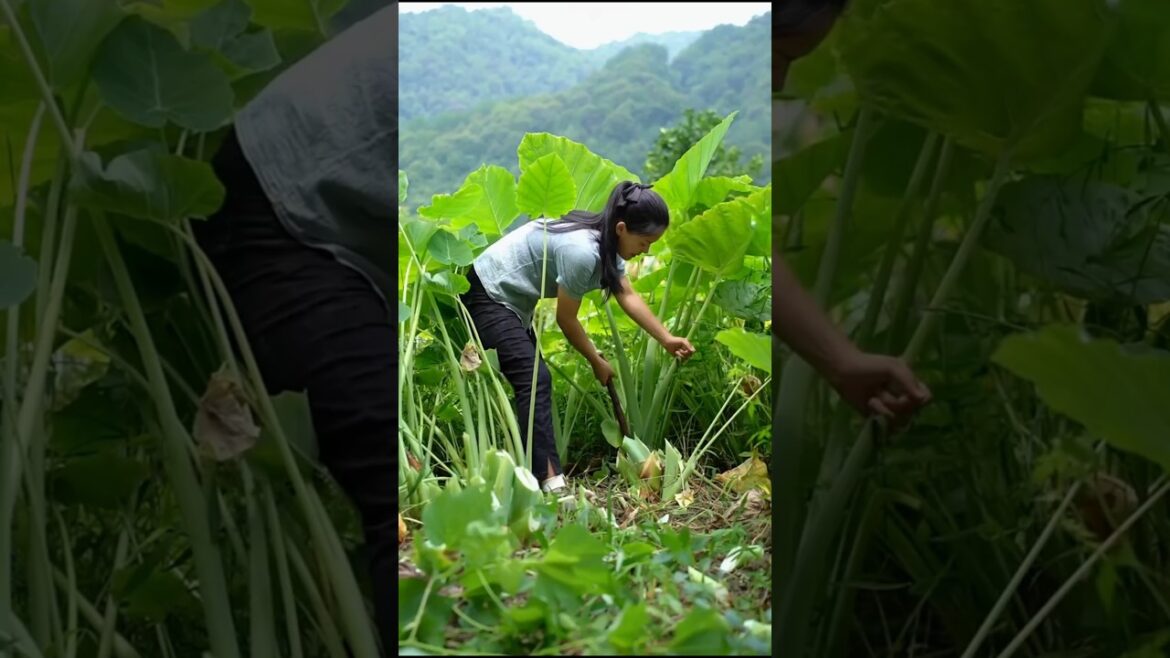 Taro leaves harvesting from farm #satisfying #farming #shorts