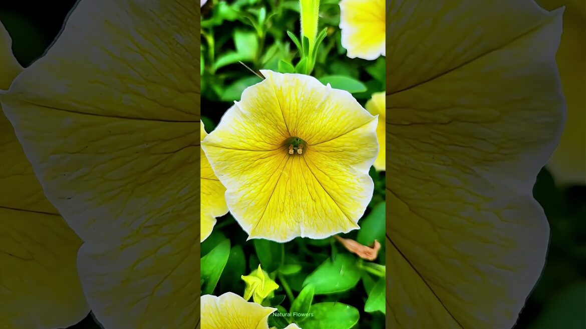 Stunning Yellow Petunia Flowers #short