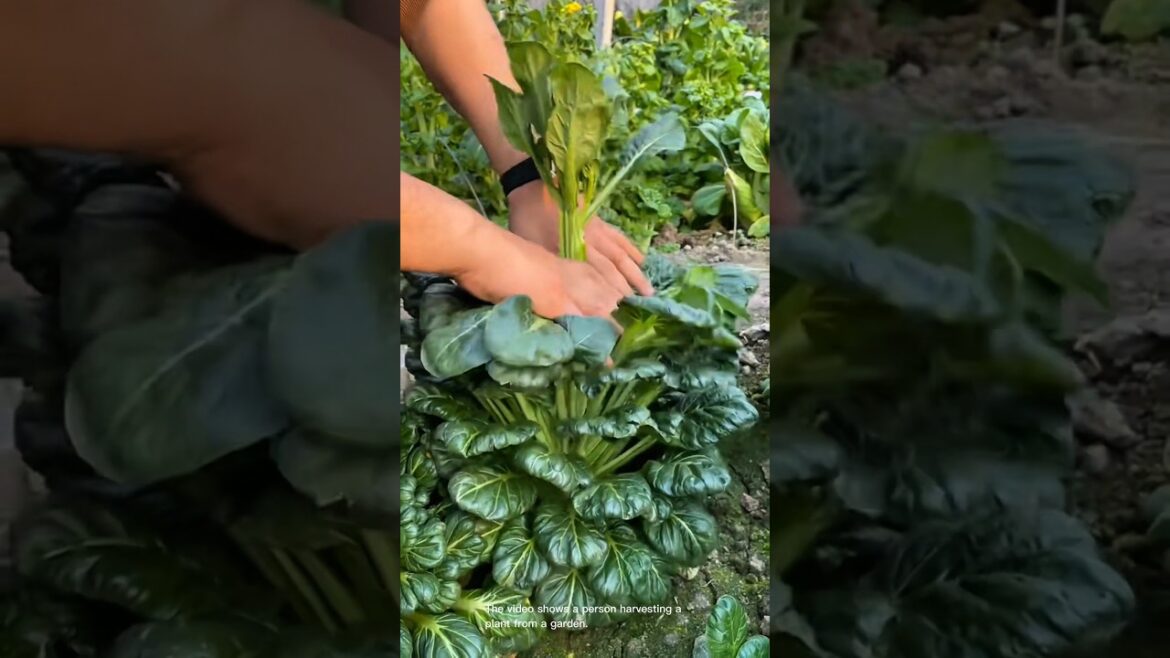 Harvesting a strange vegetable