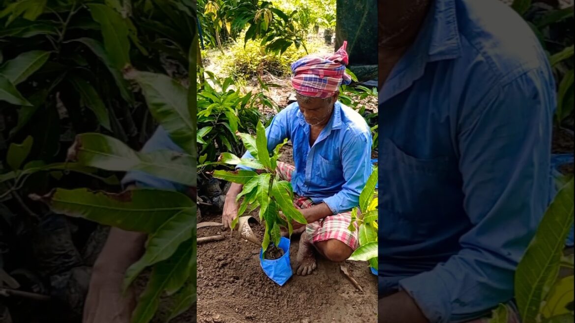 Want a Faster-Growing Mango Plant? Do This When Repotting! 🍃💚#shorts