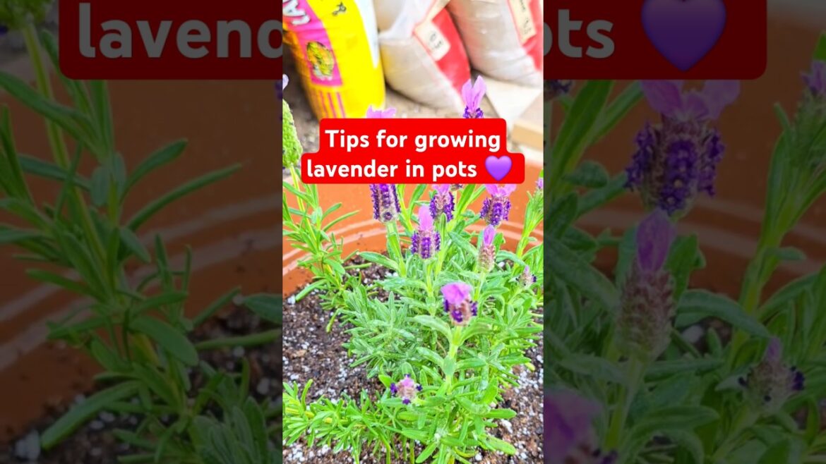 Tips for growing lavender in pots!💜 #lavender #garden #containergardening