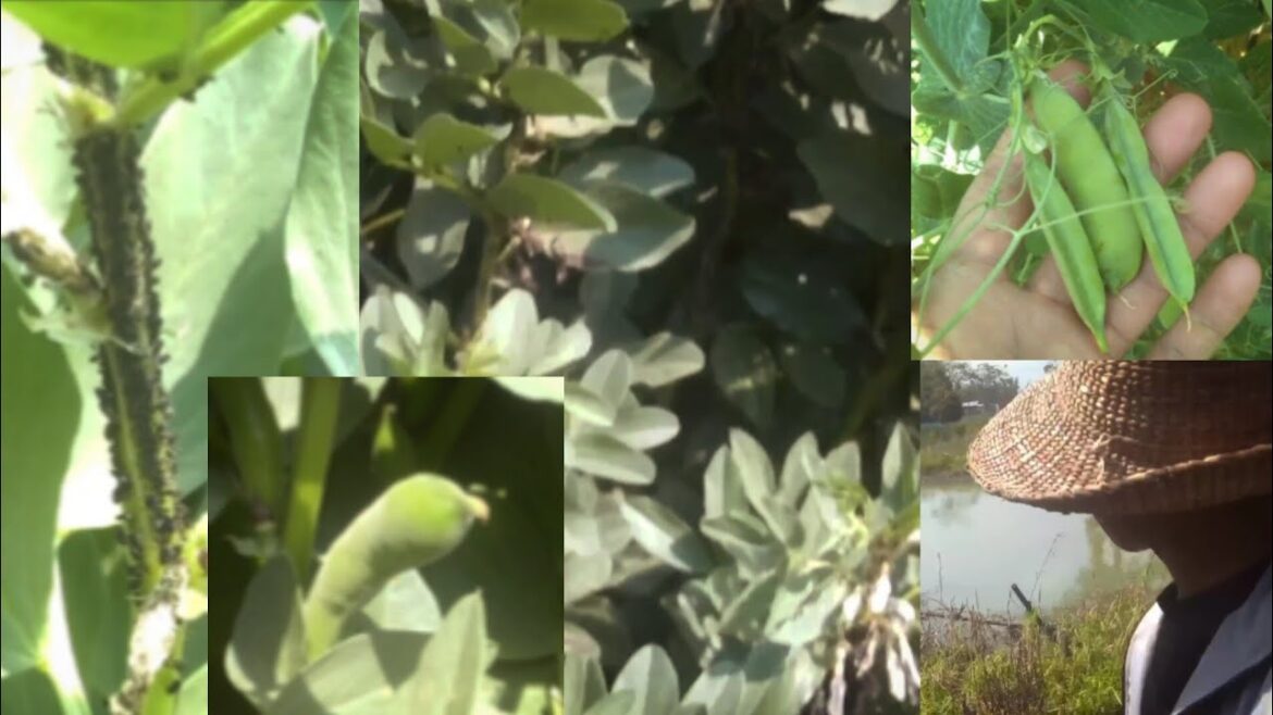 Hawai Tin tare ,, 🐛 Saore.