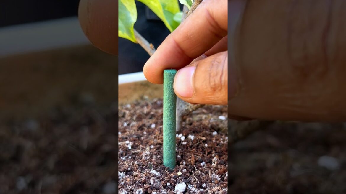 Fertiliser sticks for promoting plants growth 😍🫣⬇️ #gardening #plants  #tipsandtricks  #organic