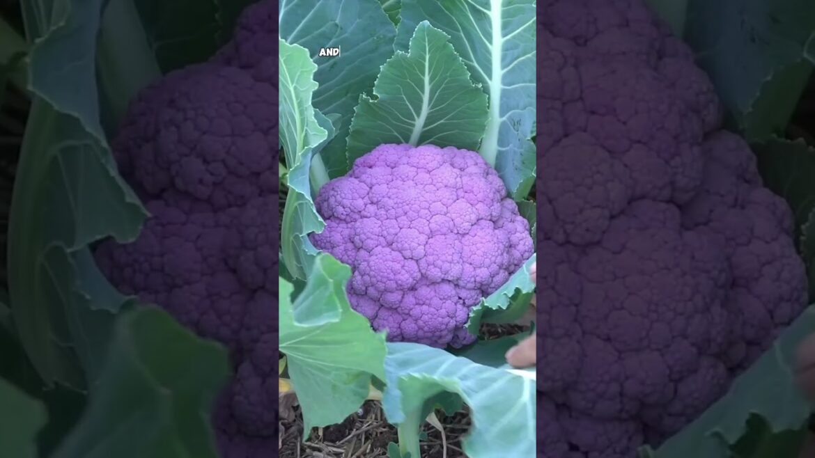 California Gardening: Growing Cauliflower: Discover Unique Purple Heads & Harvest Tips #Shorts Growing Cauliflower: Discover Unique Purple Heads & Harvest Tips #Shorts