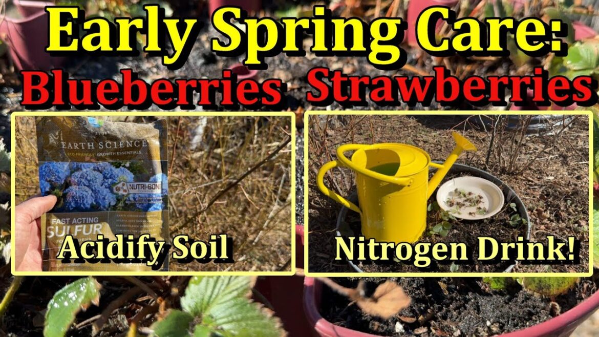 Gary Pilarchik: Acidifying Blueberry Soil and Spring Strawberry Care & Fertilizing (March/April Garden Chores) Acidifying Blueberry Soil and Spring Strawberry Care & Fertilizing (March/April Garden Chores)