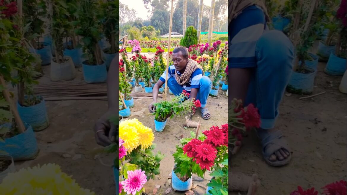 Chrysanthemum Care: Do This for More Flowers! 🌼🌿 #shorts