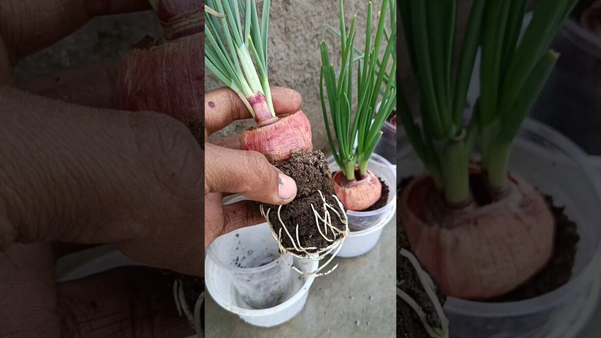 Grow onion in plastic glass #shorts Grow onion in plastic glass #shorts