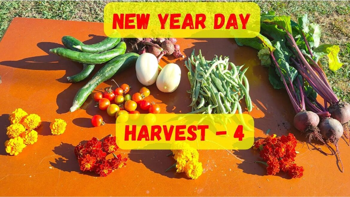 Epic Vegetable Harvest #4 from My Backyard Garden in Australia! Epic Vegetable Harvest #4 from My Backyard Garden in Australia!