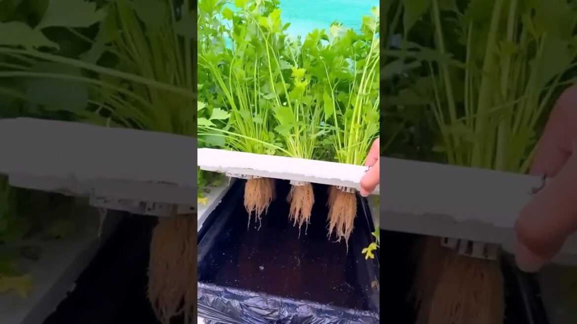 Make your Own DIY Hydroponic System at Home 🍀☘️| Hydroponics at Home #coriander  #hydroponics #diy Make your Own DIY Hydroponic System at Home 🍀☘️| Hydroponics at Home #coriander  #hydroponics #diy