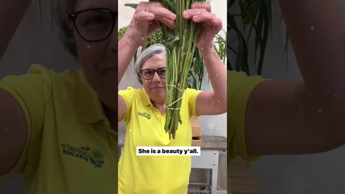 Another gorgeous Rudbeckia Another gorgeous Rudbeckia