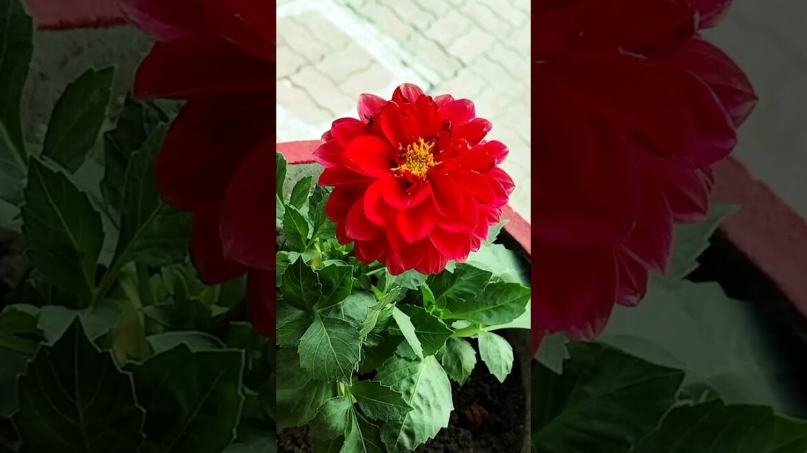 Beautiful flower, terrace garden,pots #garden​ #rose​#plants​ #beautiful​#viralshorts​