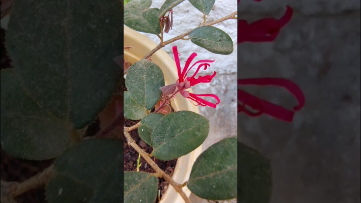 Lorapettalam flowering in my garden #Shortsfeed #shorts #short #Gardening Tips #YouTubeShorts #tips
