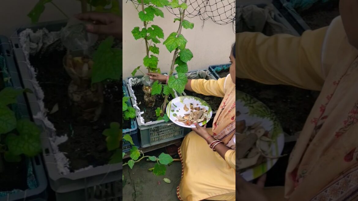 Compost is made easily 🏡#organicvegetables #gardening #youtubeshorts