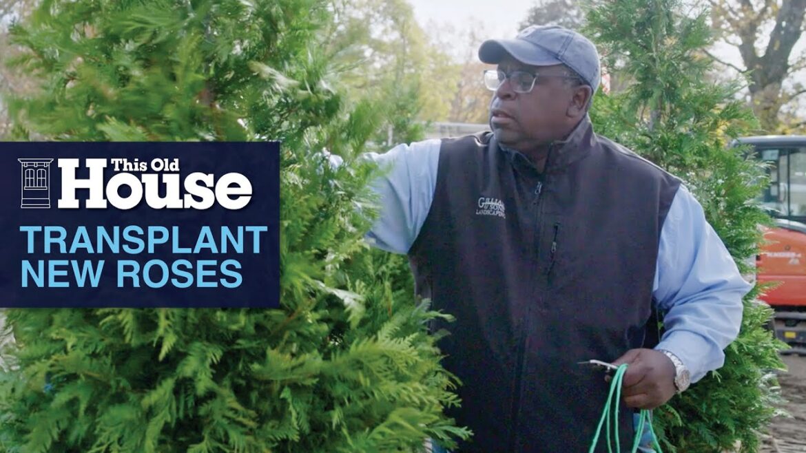 How to Transplant New Roses | This Old House