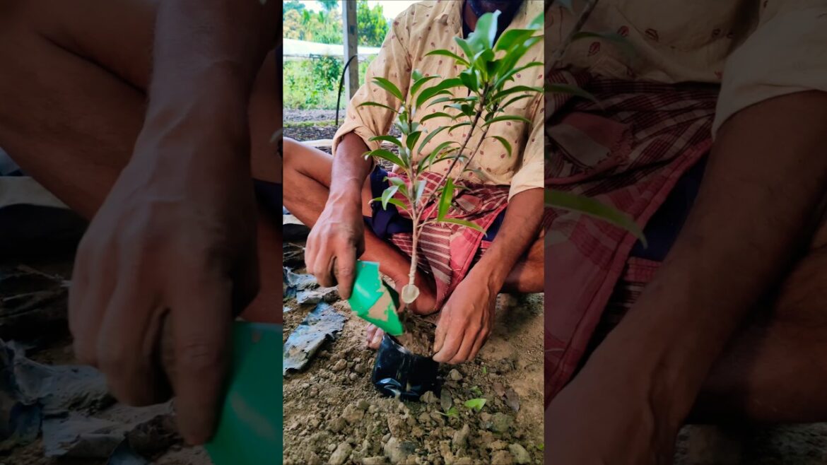 Small Space? No Problem! Grow Chikoo or Mud Apple (সবেদা) in Bags #shorts