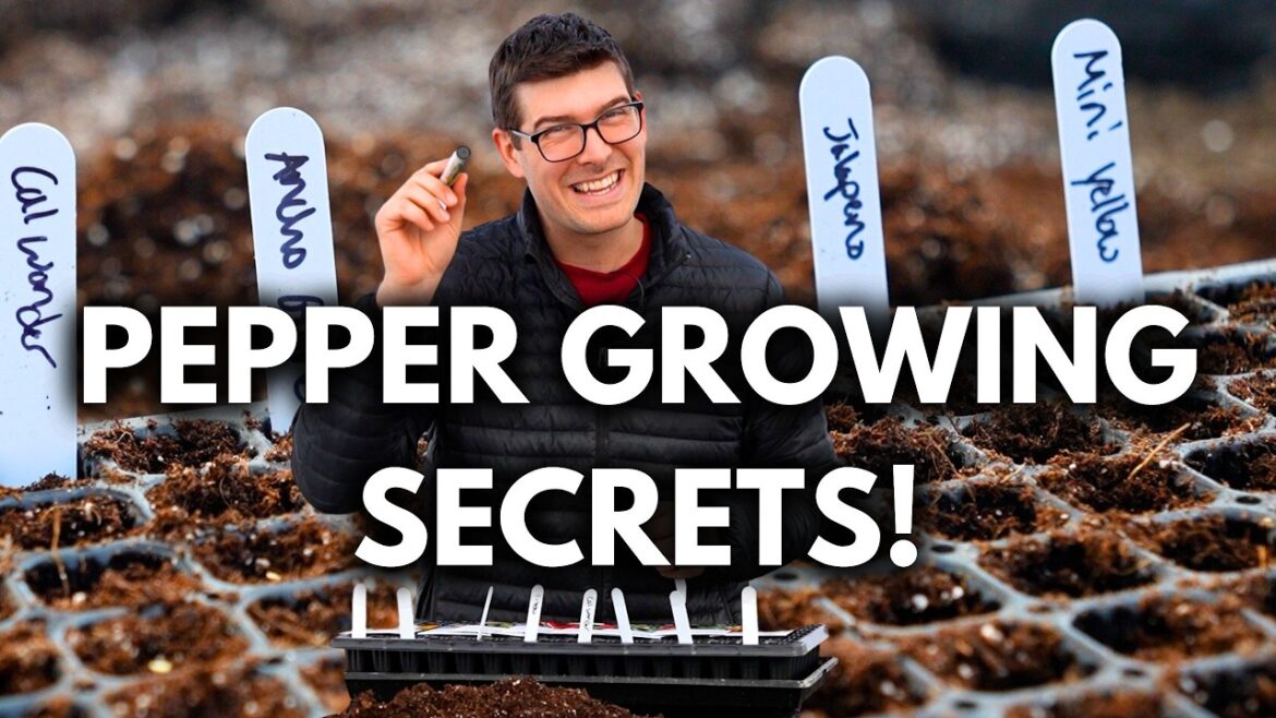 FAIL No More With These 7 Tips For Starting Peppers From Seed