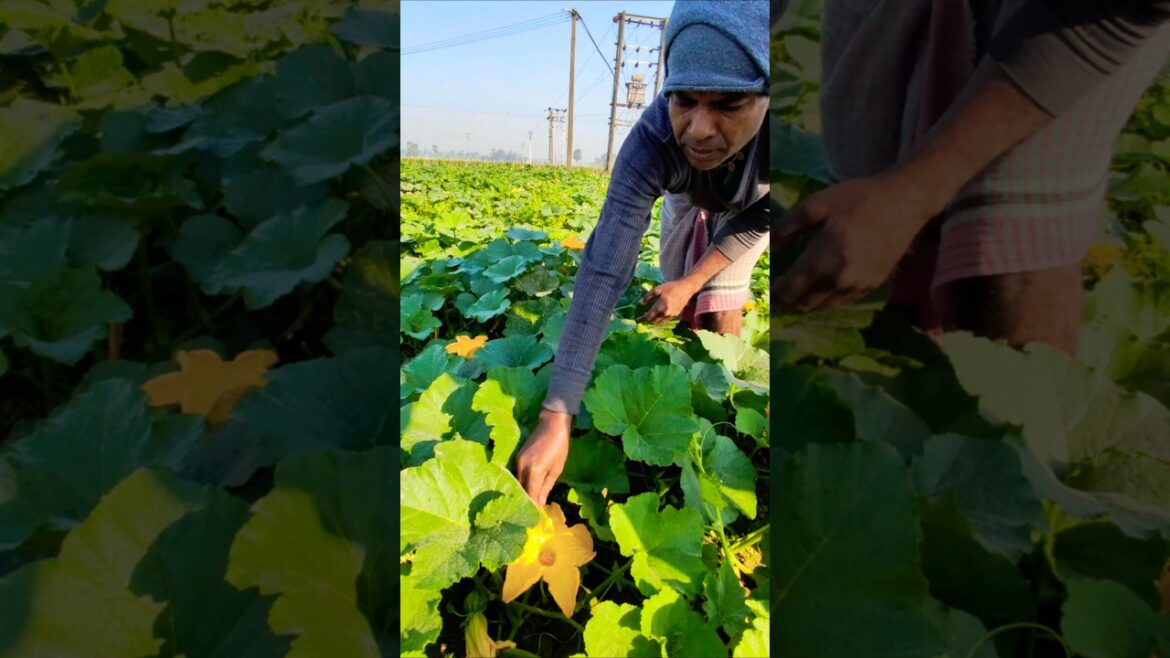 Boost Your Harvest: Hand Pollination for Pumpkins 🎃 #shorts