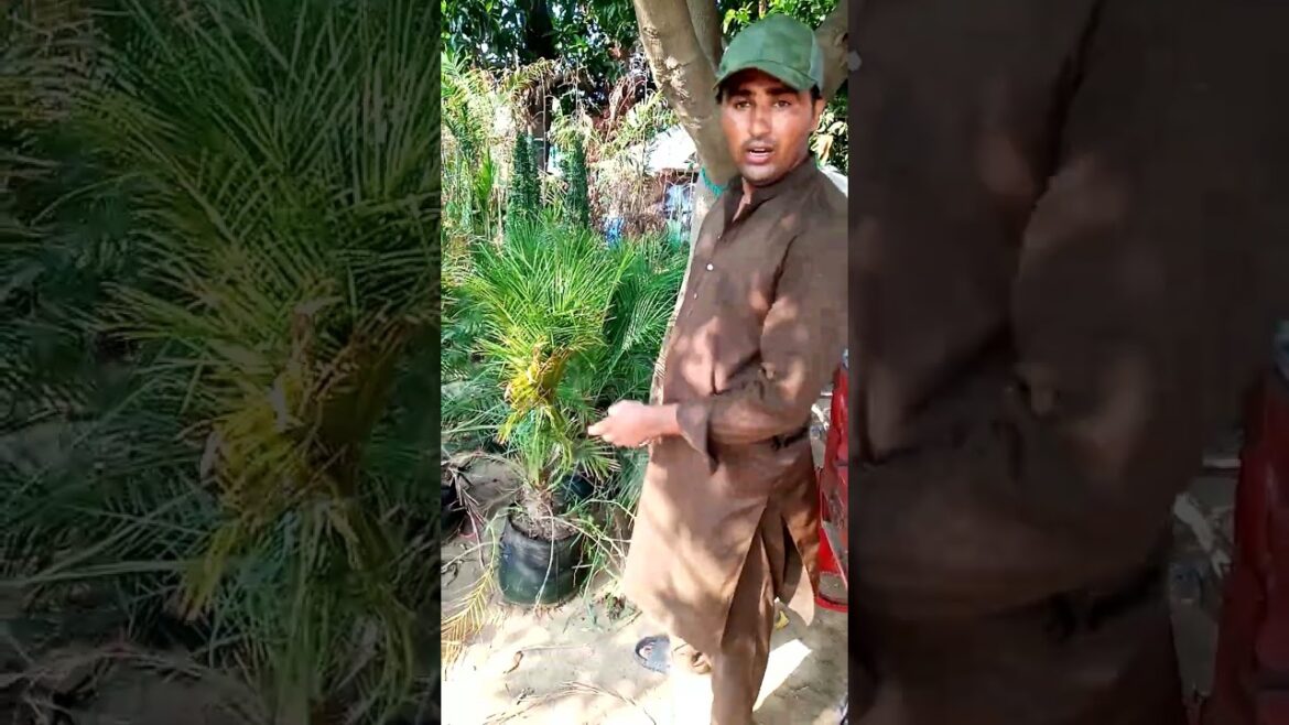 Creative World landscaping services All over Pakistan call 03004592737 Ahmad Hassan Lahore Creative World landscaping services All over Pakistan call 03004592737 Ahmad Hassan Lahore