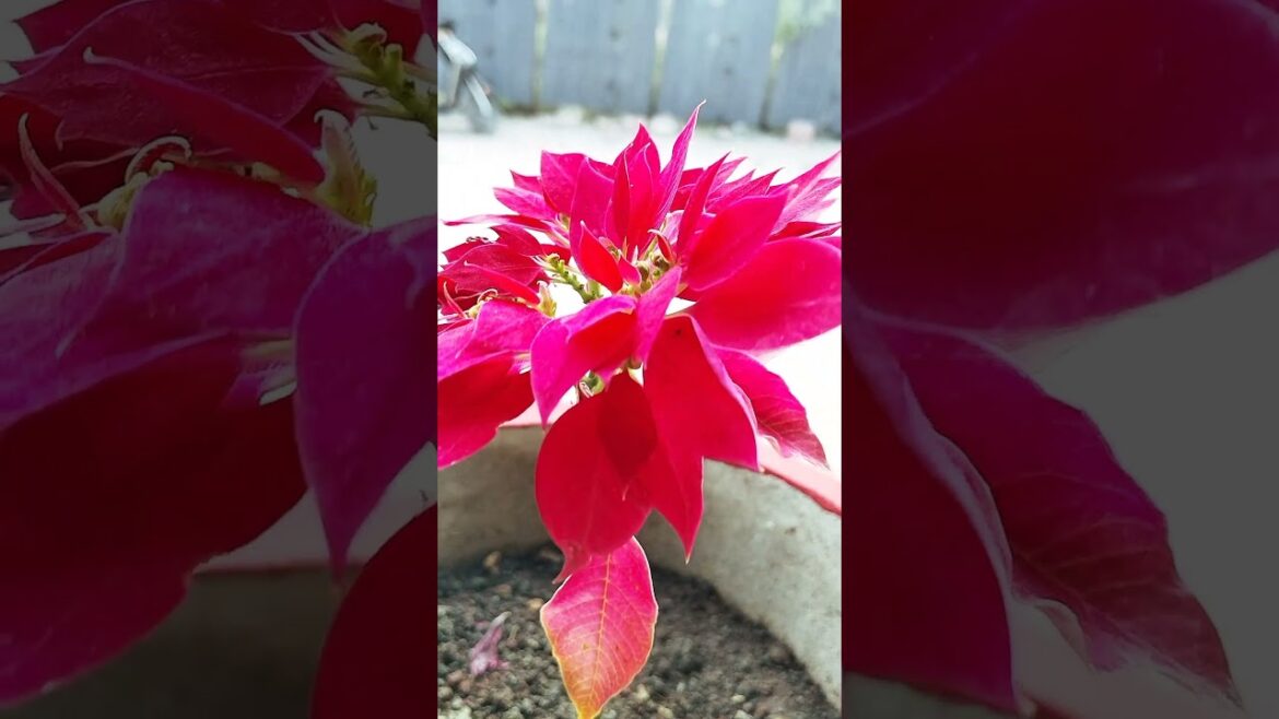 Transform Your Home with Beautiful Garden Flowers | Home Gardening Ideas