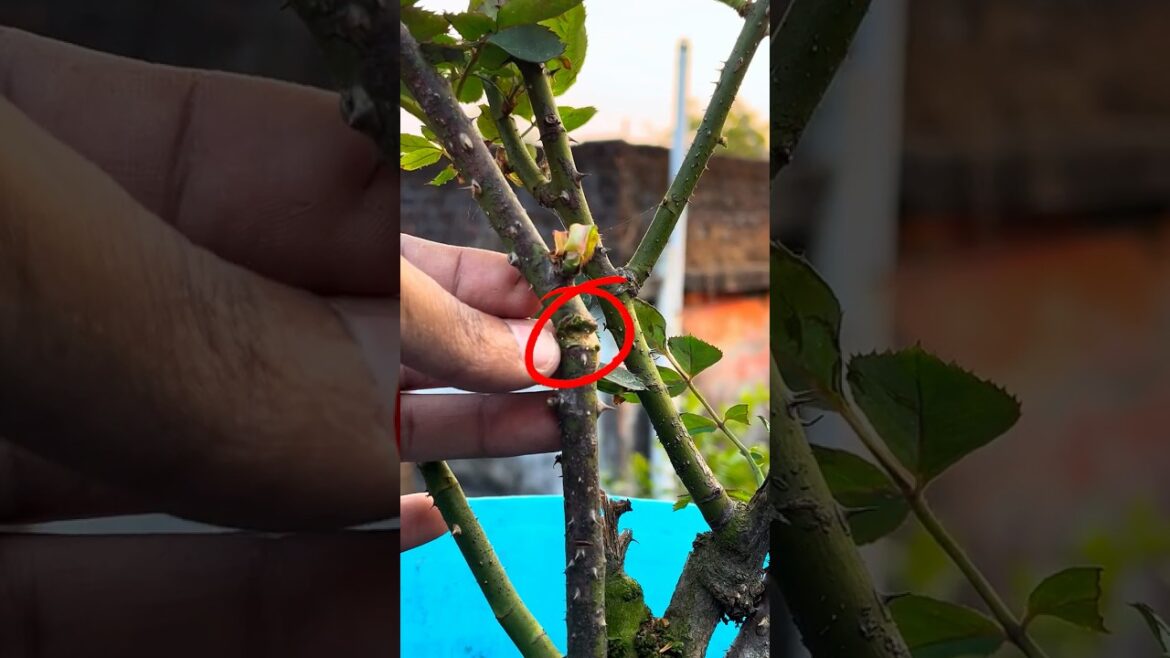 Tips for pruning rose plants and get more flowers 🥀🤔⬇️ #rose #gardening #tipsandtricks #decor