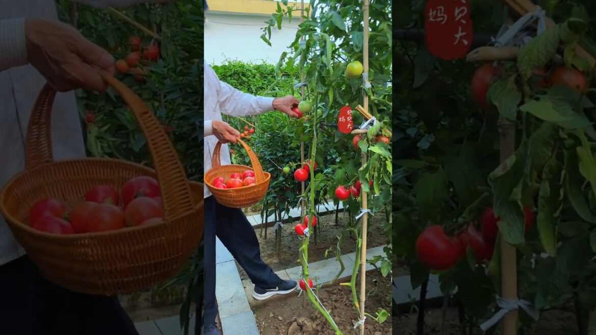 The vegetable garden is a circle. There is no social interaction or interaction,