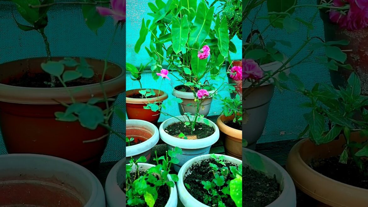 Roses || Gardening || Terrace Garden #shorts #shortsvideo #garden #gardening Roses || Gardening || Terrace Garden #shorts #shortsvideo #garden #gardening