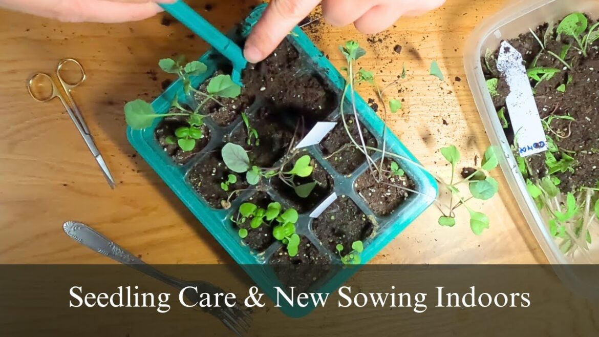 Seedling Care & Fresh Sowings | Prepping for Spring Indoors