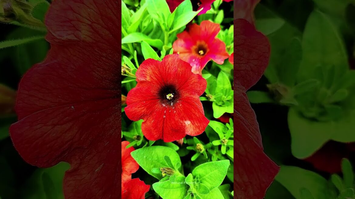 Vibrant Red Petunia Flowers #short Vibrant Red Petunia Flowers #short