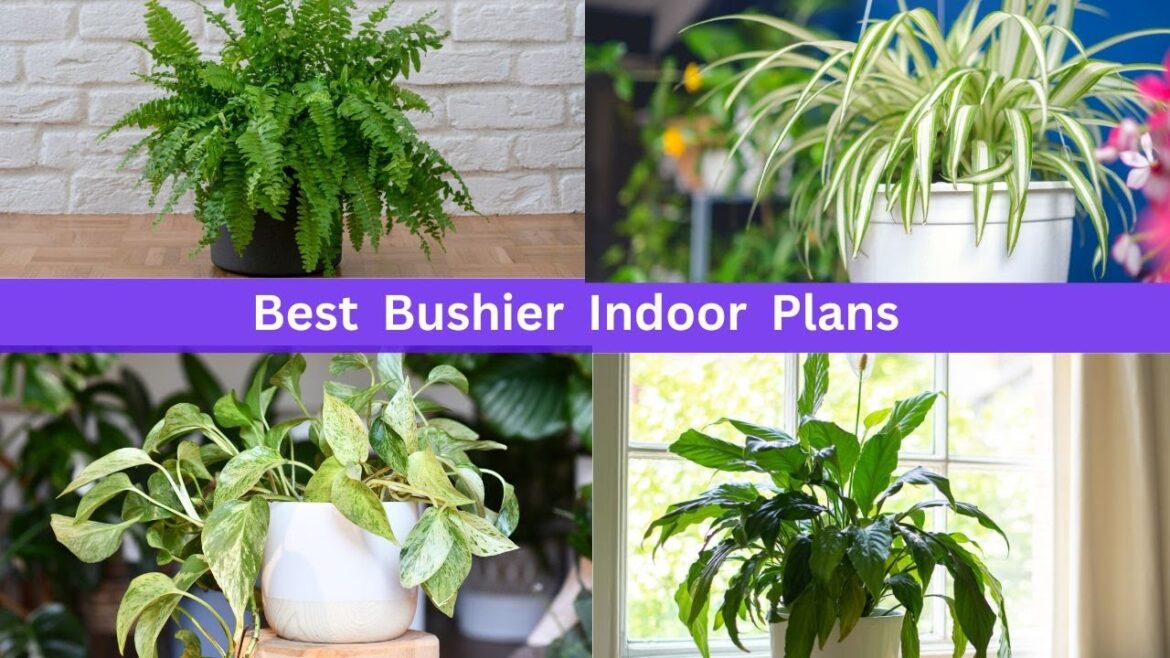 15 Bushier Plants to Grow Indoors | Best Bushier Indoor Plans | Free Time Gardening