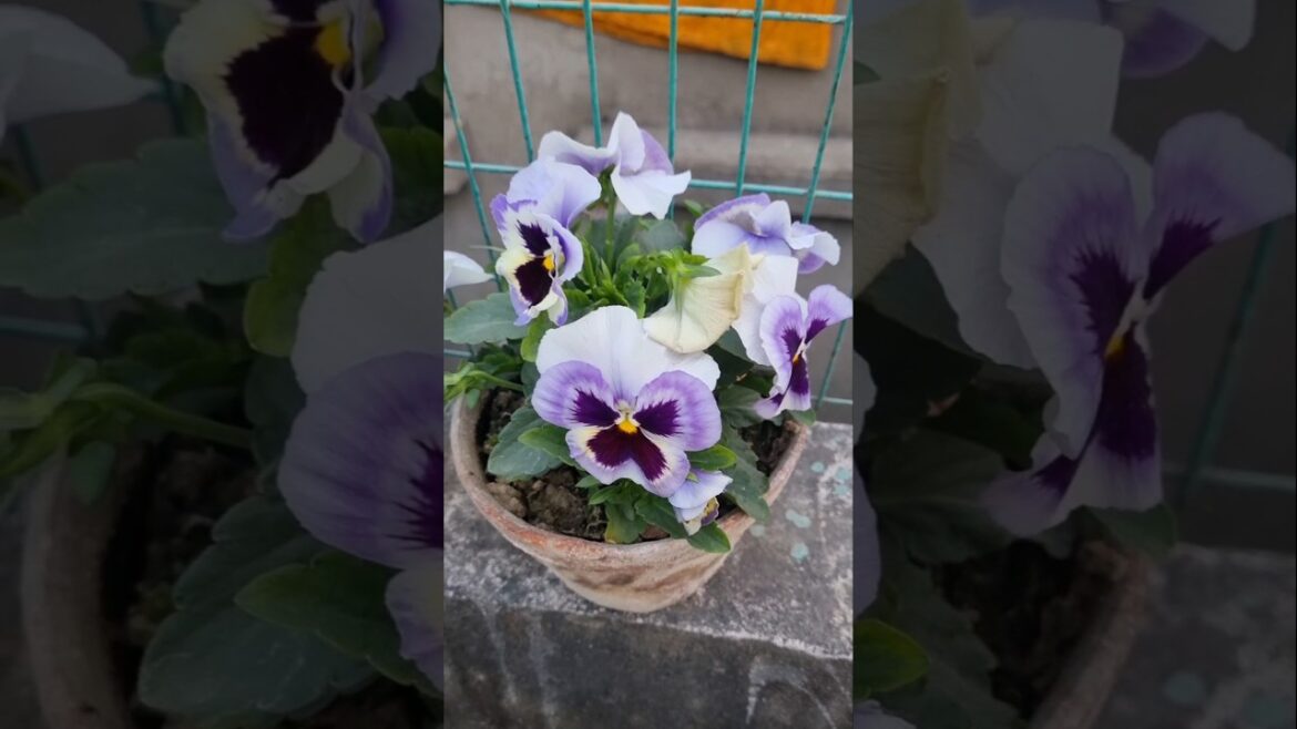 শীতের দারুণ কিছু ফুল দেখে নাও 😱😯.#trending #minivlog #garden #shorts #viralvideo #vlog #video #chad