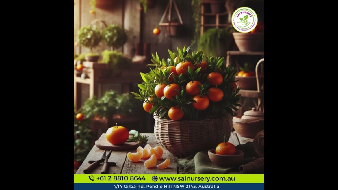 Japanese Ponkanomi Mandarin Plant in Sydney