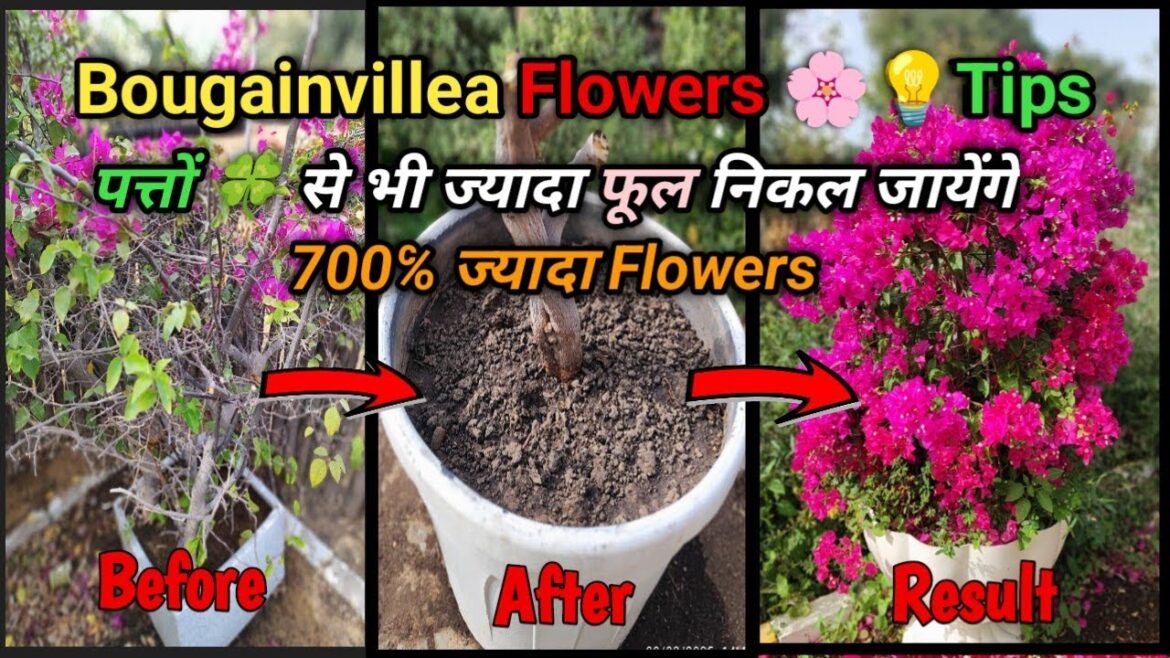 Bougainvillea Flowering Tips💡| 🌸 How to Get More Flowers on Your Plant | Blooming Secrets Revealed!🌿 Bougainvillea Flowering Tips💡| 🌸 How to Get More Flowers on Your Plant | Blooming Secrets Revealed!🌿