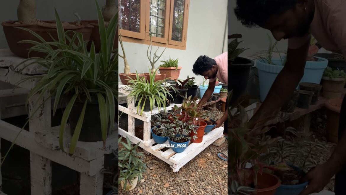 New Garden wooden steps🪜#punyalan_decor #keralagarden #home #gardening #homeimprovement #love #art