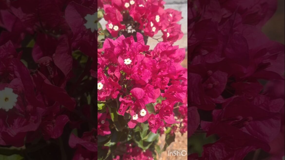 This trend !!!😍🤩#shorts #trending#viralfeed#ytshorts #flowers#ashaa-99#bloom #garden#farm#farmfresh