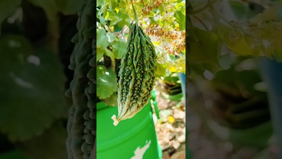 Cute little veggies in my terrace garden#garden#gardening #nature#vegetablegardening#ediblegardening Cute little veggies in my terrace garden#garden#gardening #nature#vegetablegardening#ediblegardening